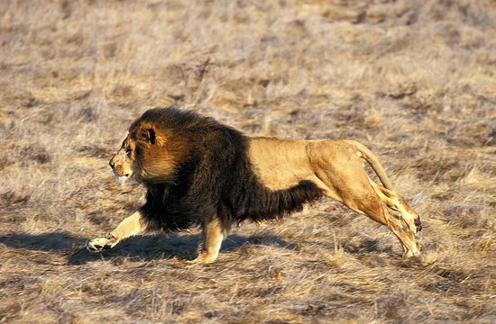 African Lion, panthera leo, Adult running