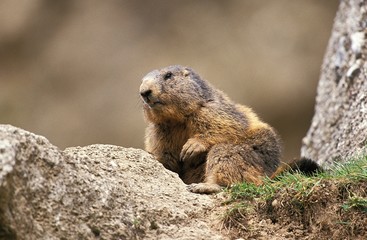 Naklejka na ściany i meble Alpine Marmot, marmota marmota, Adult standing on Rocks, French Alps