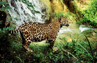 Jaguar, panthera onca, Adult standing near Water Hole