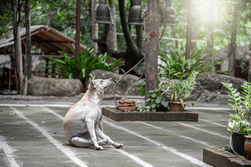 a dog abandoned at a temple in Thailand 