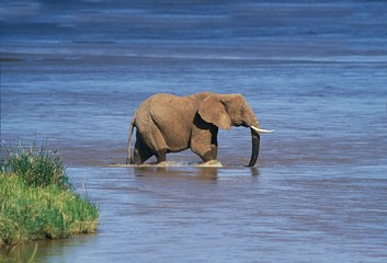 African Elephant, loxodonta africana, Adult crossing Rvier, Samburu Park in Kenya