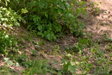 a lizard without a tail in the spring in the green grass