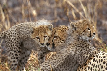 Cheetah, acinonyx jubatus, Mother and Cub, Masai Mara Park in Kenya