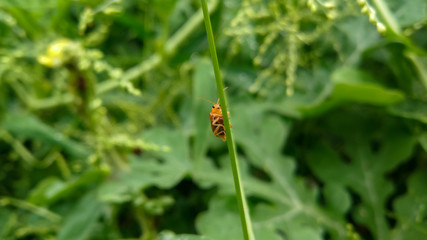 Tiny insect on the green leaf