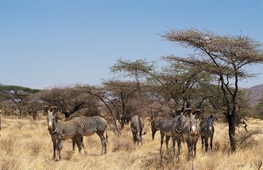 Fototapeta na wymiar Grevy's Zebra, equus grevyi, Herd at Samburu Park, Kenya