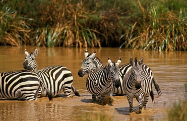 Fototapeta na wymiar Burchell's Zebra, equus burchelli, Group at Water Hole, Masai Mara Park in Kenya