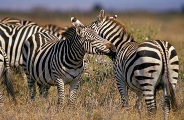 Naklejka na ściany i meble Burchell's Zebra, equus burchelli, Grooming Behaviour, Masai Mara Park in Kenya