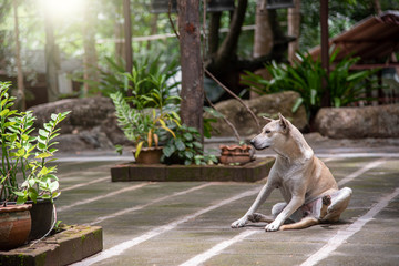 a dog abandoned at a temple in Thailand 