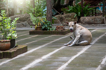 Obraz premium a dog abandoned at a temple in Thailand 
