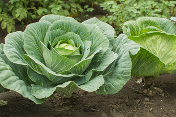 Growing cabbage in the garden. The concept is agriculture. Environmentally friendly production of vegetables.