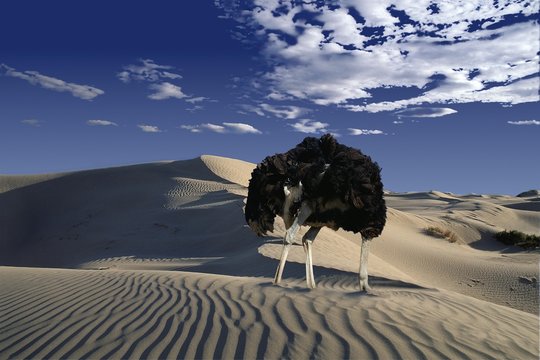 Ostrich, struthio camelus, Male head in sand, Namibie, Composite image