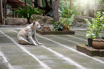 Obraz premium a dog abandoned at a temple in Thailand 