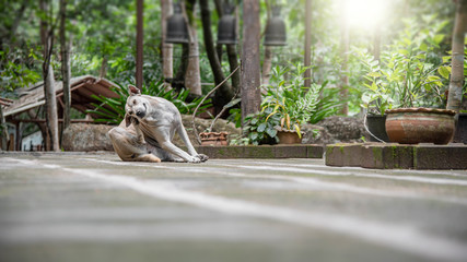 a dog abandoned at a temple in Thailand 