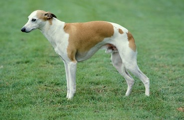 Obraz na płótnie Canvas Whippet Dog, Male standing on Lawn