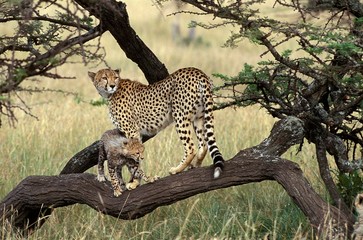 Cheetah, acinonyx jubatus, Mother and Cub, Masai Mara Park in Kenya