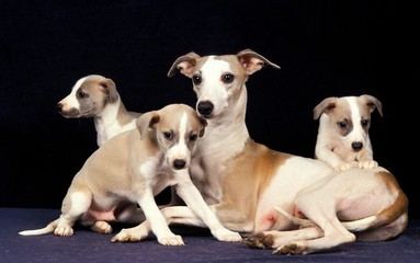 Whippet Dog, Mother and Pup against Black Background