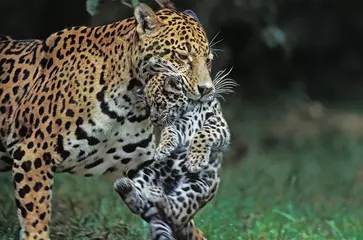 Foto op Plexiglas Jaguar, panthera onca, Mother carrying Cub in its Mouth © slowmotiongli