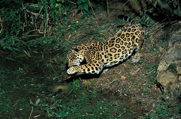 Jaguar, panthera onca, Adult Fishing