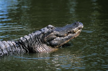 American Alligator, alligator mississipiensis