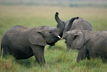 African Elephant, loxodonta africana, Calves Playing, Masai Mara Park in Kenya
