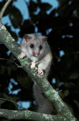 Edible Dormouse, glis glis, Adult standing on Branch, Normandy