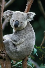 Koala, phascolarctos cinereus, Adult standing on Branch, Australia