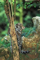 Jaguar, panthera onca, Cub standing on Hind Legs, Playing