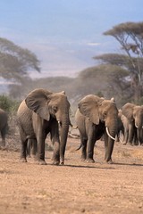 Fototapeta na wymiar African Elephant, loxodonta africana, Masai Mara Park in Kenya