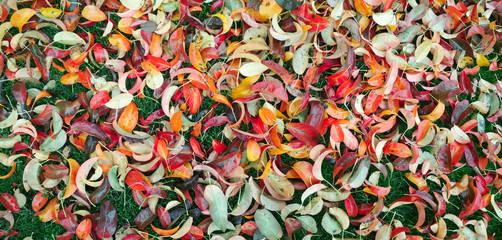 Fototapeta na wymiar Autumn background. Background of autumn multicolored leaves.