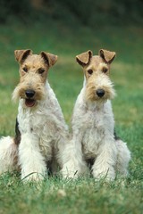 Wire-Haired Fox Terrier, Dogs sitting on Grass