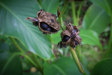 Canna lily flower seed coat bud. Canna paniculata flower final seeds stage.