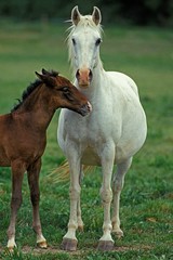Obraz na płótnie Canvas Lipizzan Horse, Mare and Foal