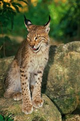 Naklejka na ściany i meble European Lynx, felis lynx, Adult standing on Rock