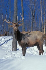 Naklejka na ściany i meble Rocky Mountain Elk or Rocky Mountain Wapiti, cervus canadensis nelsoni, Stag standing on Snow, Yellowstone Park in Wyoming