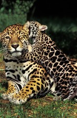 Jaguar, panthera onca, Mother and Cub Playing