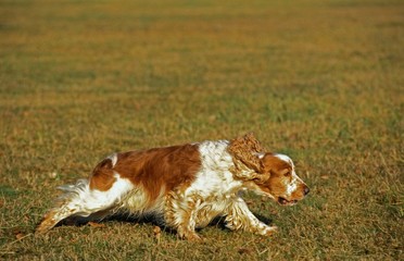 English Cocker Spaniel, Dog running through Field