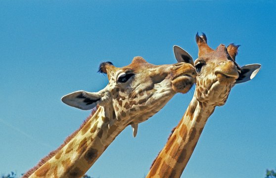 Rothschild's Giraffe, giraffa camelopardalis rothschildi