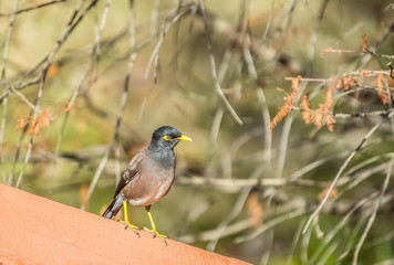 Common Indian Myna or Mynah perched known as Acridotheres tristis in scientific terms