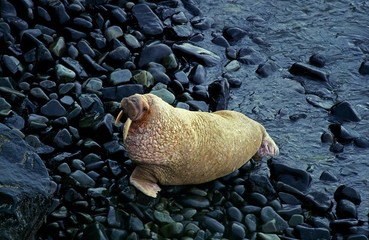 Fototapeta premium Walrus, odobenus rosmarus, Round Island, Alaska