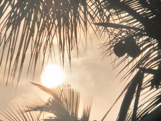 sunset in the palm