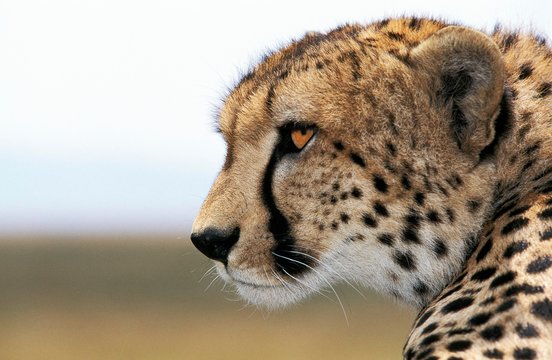 Cheetah, acinonyx jubatus, Portrait of Adult, Masai Mara Park in Kenya