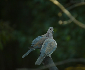 Laughing dove or love doves perched in Africa