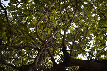 Big tree, leaves and brown trunks