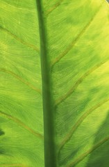 Veins of Green Leaf, Close up