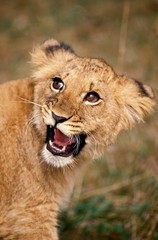 African Lion, panthera leo, Cub Snarling
