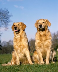 Golden Retriever, Dogs sitting on Grass