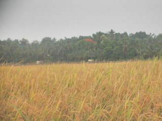 field of wheat and blue sky