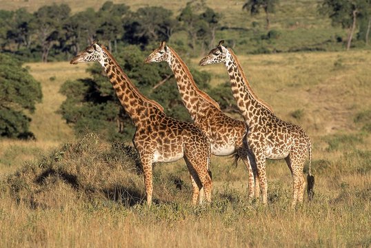 Masai Giraffe, giraffa camelopardalis tippelskirchi, Masai Mara Park in Kenya