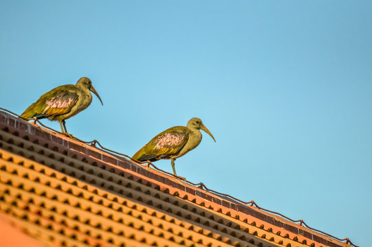 Hadada Ibis or Hadeda known as Bostrychia hagedash makes loud note and is a native of sub saharan Africa