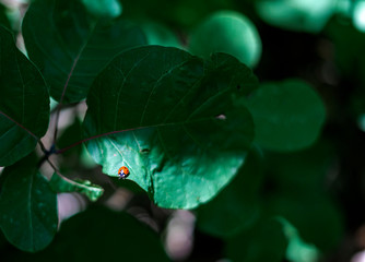 ladybug on leaf